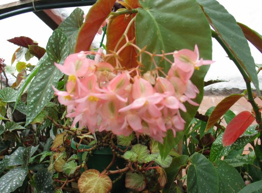 B. ‘Alzasco’